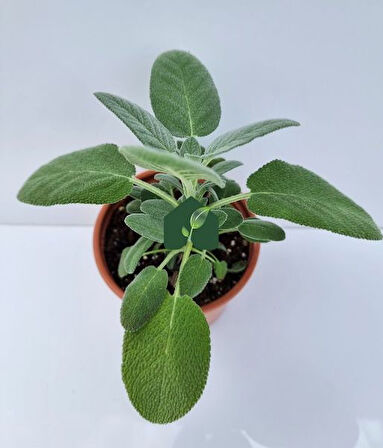 Kokulu Şalba Fidanı Salvia Adaçayı 15-25 cm 