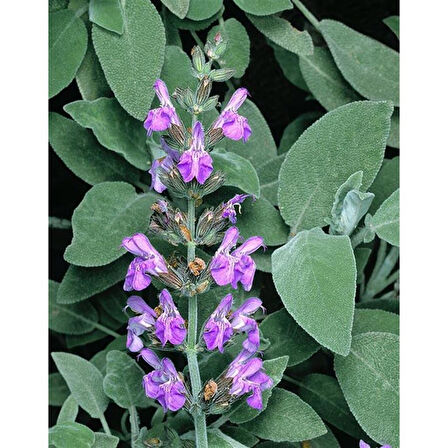 Kokulu Şalba Fidanı Salvia Adaçayı 15-25 cm 