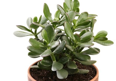 Crassula Ovata Para Çiçeği Para Çiçeği 10-20 Cm