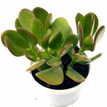 Crassula Ovata Para Çiçeği Para Çiçeği 10-20 Cm