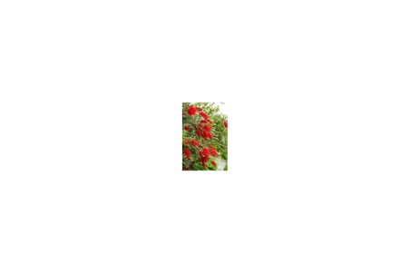 Saksılı Fırça Çalısı Çiçeği Fidanı Callistemon Laevis 50-100 cm