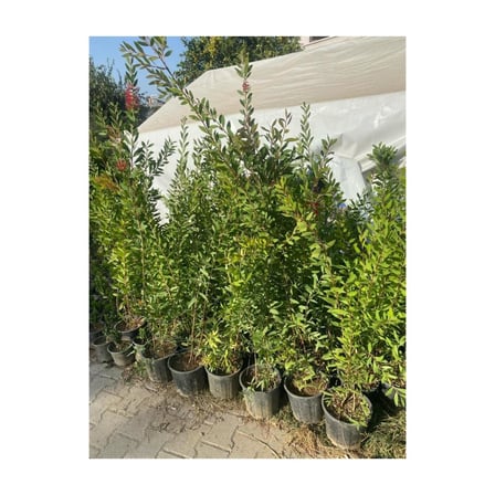 Saksılı Fırça Çalısı Çiçeği Fidanı Callistemon Laevis 50-100 cm