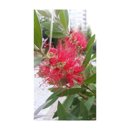 Saksılı Fırça Çalısı Çiçeği Fidanı Callistemon Laevis 50-100 cm