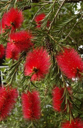Saksılı Fırça Çalısı Çiçeği Fidanı Callistemon Laevis 50-100 cm