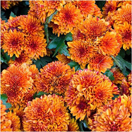 (Chrysanthemum) Turuncu Kasımpatı Çiçeği Fidanı 15-25 cm Saksılı 