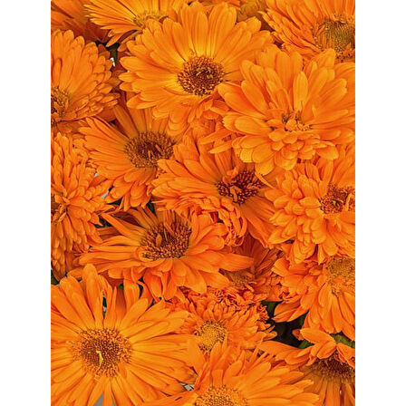 (Chrysanthemum) Turuncu Kasımpatı Çiçeği Fidanı 15-25 cm Saksılı 