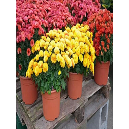 (Chrysanthemum) Turuncu Kasımpatı Çiçeği Fidanı 15-25 cm Saksılı 