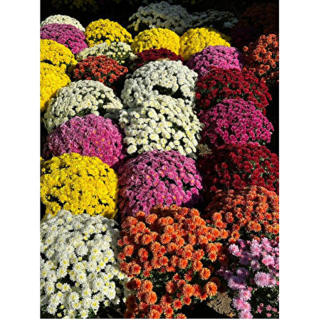 (Chrysanthemum) Turuncu Kasımpatı Çiçeği Fidanı 15-25 cm Saksılı 