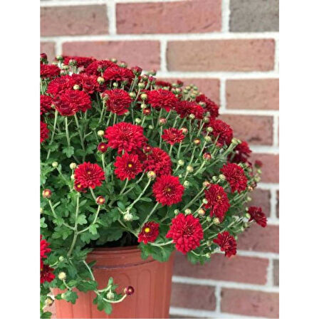 Krizantem Kırmızı Renk Kasımpatı Çiçeği 1 Adet Saksılı 15-30 cm 