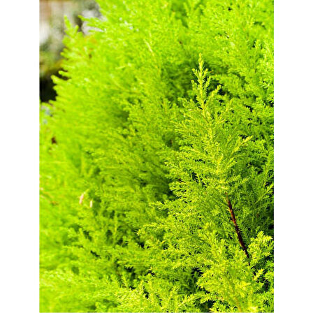 Dış Cephe Limoni Servi Limon Çamı Cupressus Macrocarpa 30-50 cm 