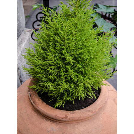 Dış Cephe Limoni Servi Limon Çamı Cupressus Macrocarpa 30-50 cm 