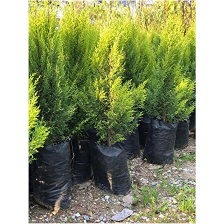 Dış Cephe Limoni Servi Limon Çamı Cupressus Macrocarpa 30-50 cm 