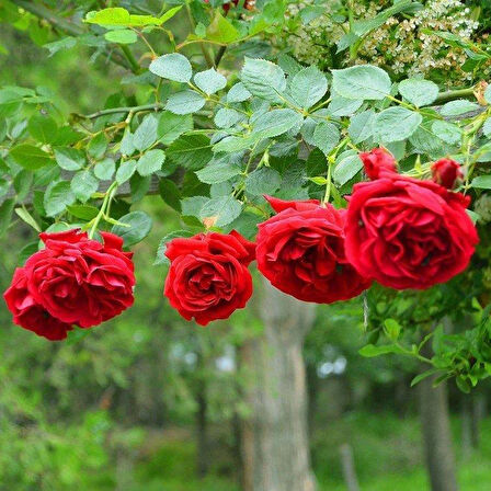 Yediveren Kırmızı Gül Fidanı 1 Adet 30-50 Cm Yediveren Red Rose 