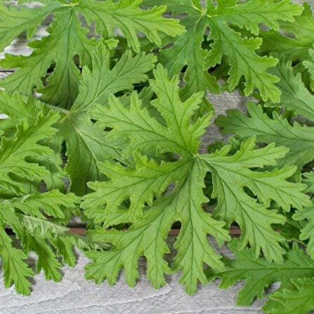 Gül Kokulu Itır Fidanı Pelargonium Graveolens 10-20 cm