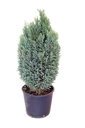 Ev Salon Çamı Elwoodii 35-60 Cm
