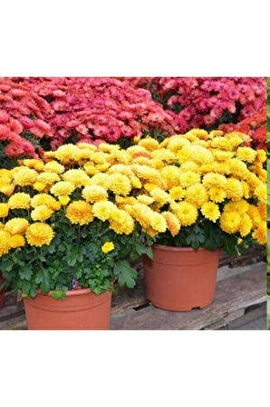 Mini Bodur Kasımpatı Çiçeği Sarı 10-20 cm