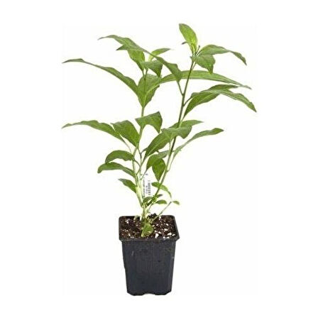 Kolonya Limon Çiçeği Akşam Gece Sefası Melisa 2 Adet 20-40 cm