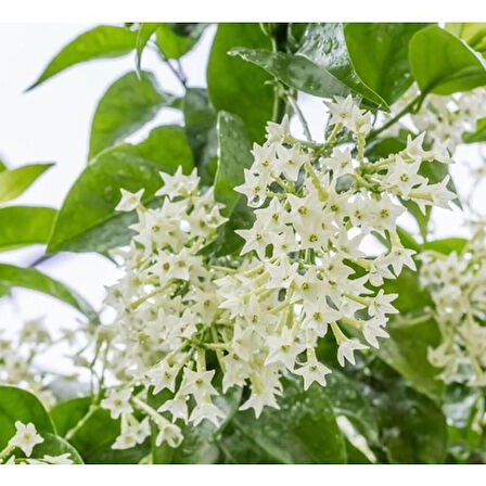 Kolonya Limon Çiçeği Akşam Gece Sefası Melisa 2 Adet 20-40 cm