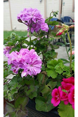 Potted Lilac Geranium Flower Lila Sardunya Çiçeği 10-20 Cm 