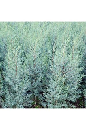 Mavi Servi Selvi Blue Cypress Cypress Sapling 50-100 Cm 