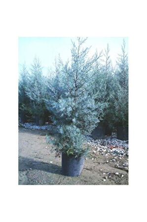 Mavi Servi Selvi Blue Cypress Cypress Sapling 50-100 Cm 