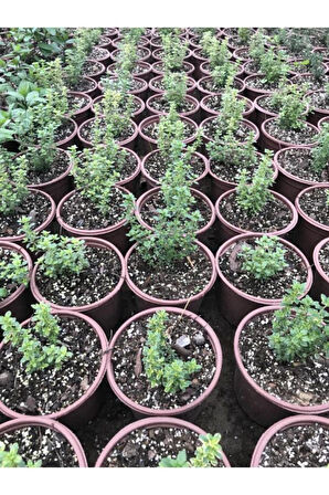 Kekik Fidanı 10-20 Cm 5 Adet Thymus Vulgaris