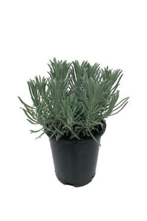 Lavender Açık Köklü Intermedia Lavanta Fidanı 10 Kök