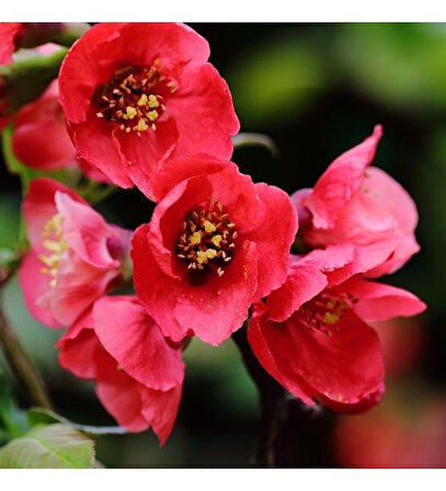 Japon Ayvası Bahar Dalı Fidanı 20-30 Cm Chaenomeles Japonica