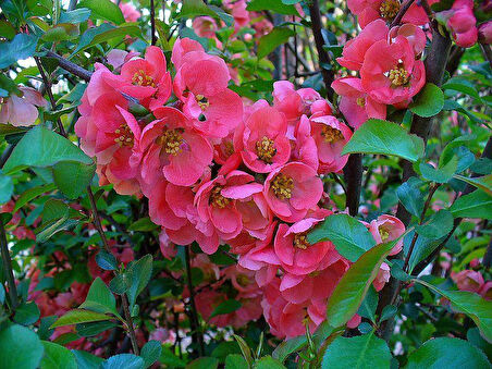Japon Ayvası Bahar Dalı Fidanı 20-30 Cm Chaenomeles Japonica