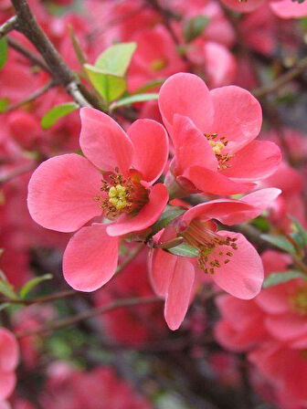 Japon Ayvası Bahar Dalı Fidanı 20-30 Cm Chaenomeles Japonica