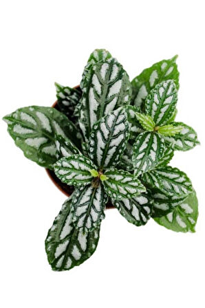 Iç Mekan Bitkisi 10-20 Cm Pilea Cadierei Karyağdı Çiçeği 