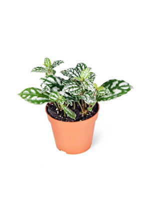 Iç Mekan Bitkisi 10-20 Cm Pilea Cadierei Karyağdı Çiçeği 
