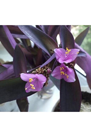 Mor Telgraf Kara Sevda Çiçeği Tradescantia 10-20 cm