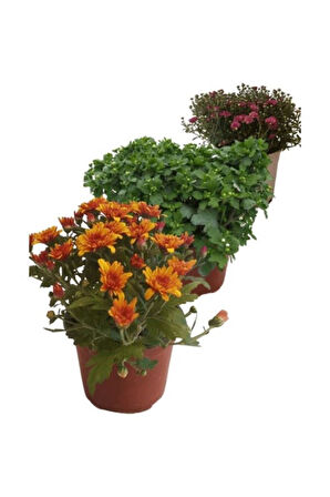 Mix Set Kasımpatı Fidanı Seti 3'lü 10-20 cm Chrysanthemum Flower 