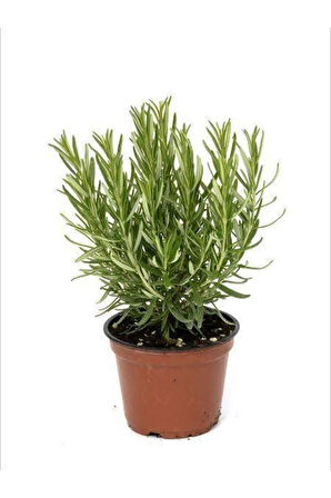 Aromatik Kokulu Biberiye Fidanı 10-20 cm