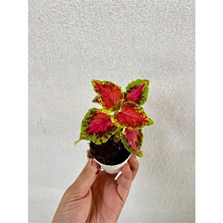 Yaprak Güzeli Çiçeği Özel Tür 3 Adet Mini Saksıda Kolyos 10-20 cm
