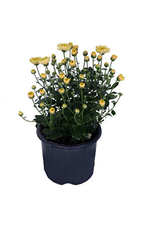 Kasımpatı  (chrysanthemum) Sarı Renk krizentem Çiçeği 10-20 cm