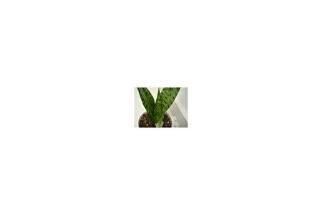 Peygamber Kılıç Çiçeği Sansevaria Paşa Kılıcı 15-30 cm