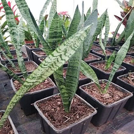 Peygamber Kılıç Çiçeği Sansevaria Paşa Kılıcı 15-30 cm