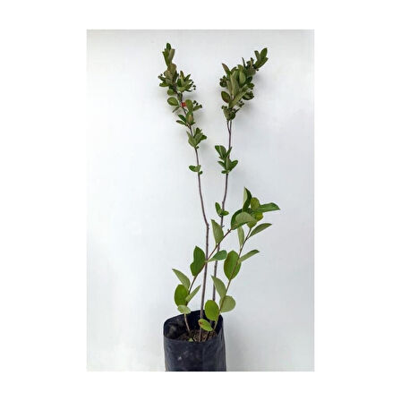 Lila Leylak Çiçeği Fidanı 1 Adet Mor  40-80 cm