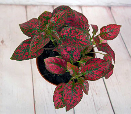 Çilli Kırmızı Fittonia Çiçeği 10-20 cm Hypoestes Hostes 