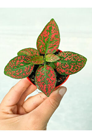 Çilli Kırmızı Fittonia Çiçeği 10-20 cm Hypoestes Hostes 