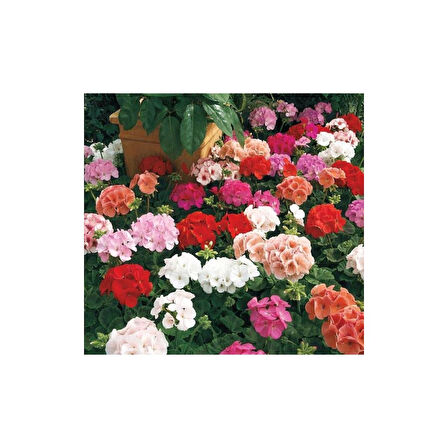 1 Adet Sardunya Çiçeği + 1 Adet Ceylan Gözü Fidanı 10-20 cm