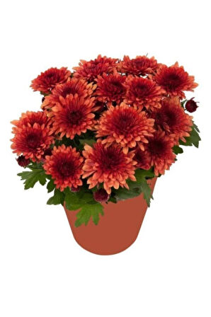 Kırmızı Kasımpatı Krizantem 5-10 Cm Chrysanthemum Hüzün Çiçeği 