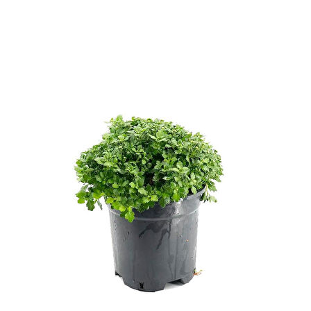 Kırmızı Kasımpatı Krizantem 5-10 Cm Chrysanthemum Hüzün Çiçeği 
