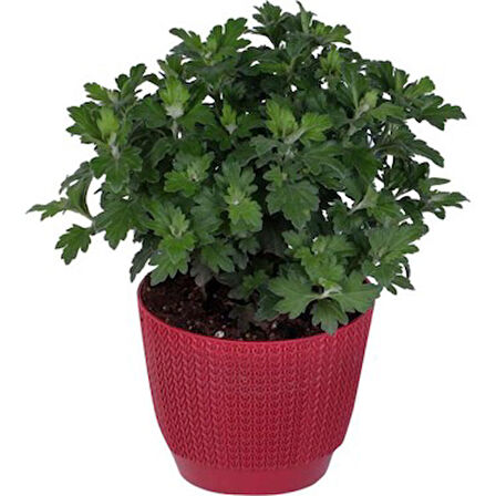 Kırmızı Kasımpatı Krizantem 5-10 Cm Chrysanthemum Hüzün Çiçeği 