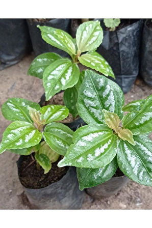 Karyağdı Gümüş Begonya 10-20 cm 1 Adet 