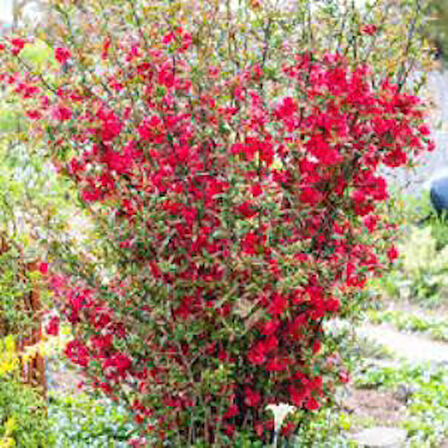 Isparta Gülü Saksılı Japon Ayvası Bahar Dalı Fidanı 20-30 cm Chaenomeles Japonica