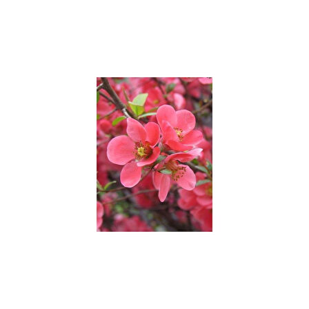 Isparta Gülü Saksılı Japon Ayvası Bahar Dalı Fidanı 20-30 cm Chaenomeles Japonica