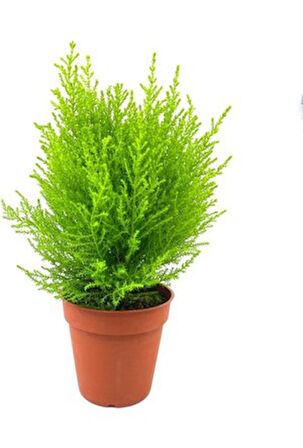Limon Servi Çamı Fidanı 30-50 cm